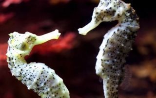 El Sexo de los Peces
