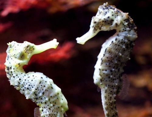 El Sexo de los Peces