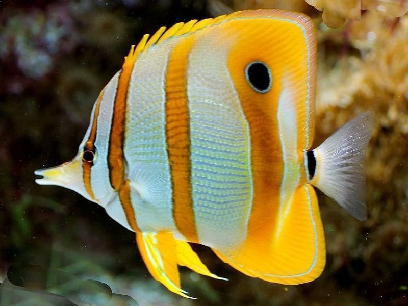 Peces Payaso y Anémonas