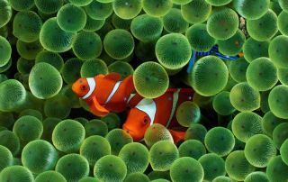 Peces Payaso y Anémonas