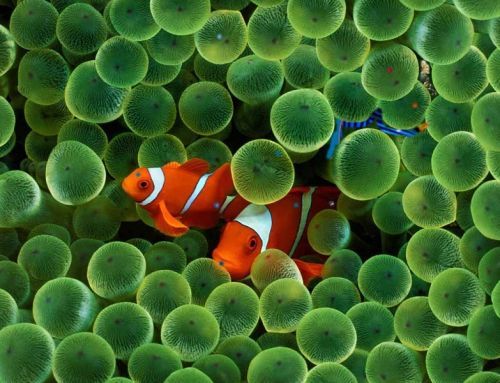Peces Payaso y Anémonas