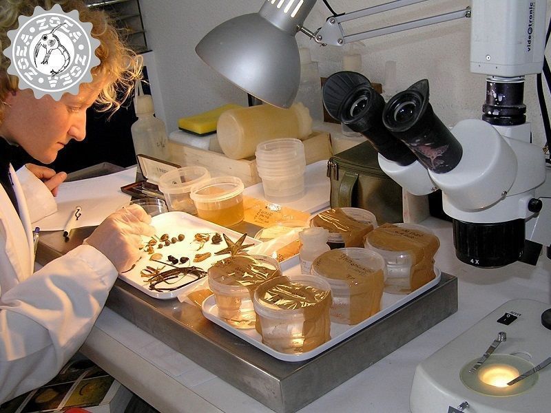 Cursos de Biología Marina en Madrid