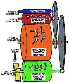 Esquema energético y Tasa de Renovación en redes tróficas marinas